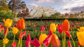 🌷 Experience Spring in New England 🌹 (Beautiful Spring Flower Displays)