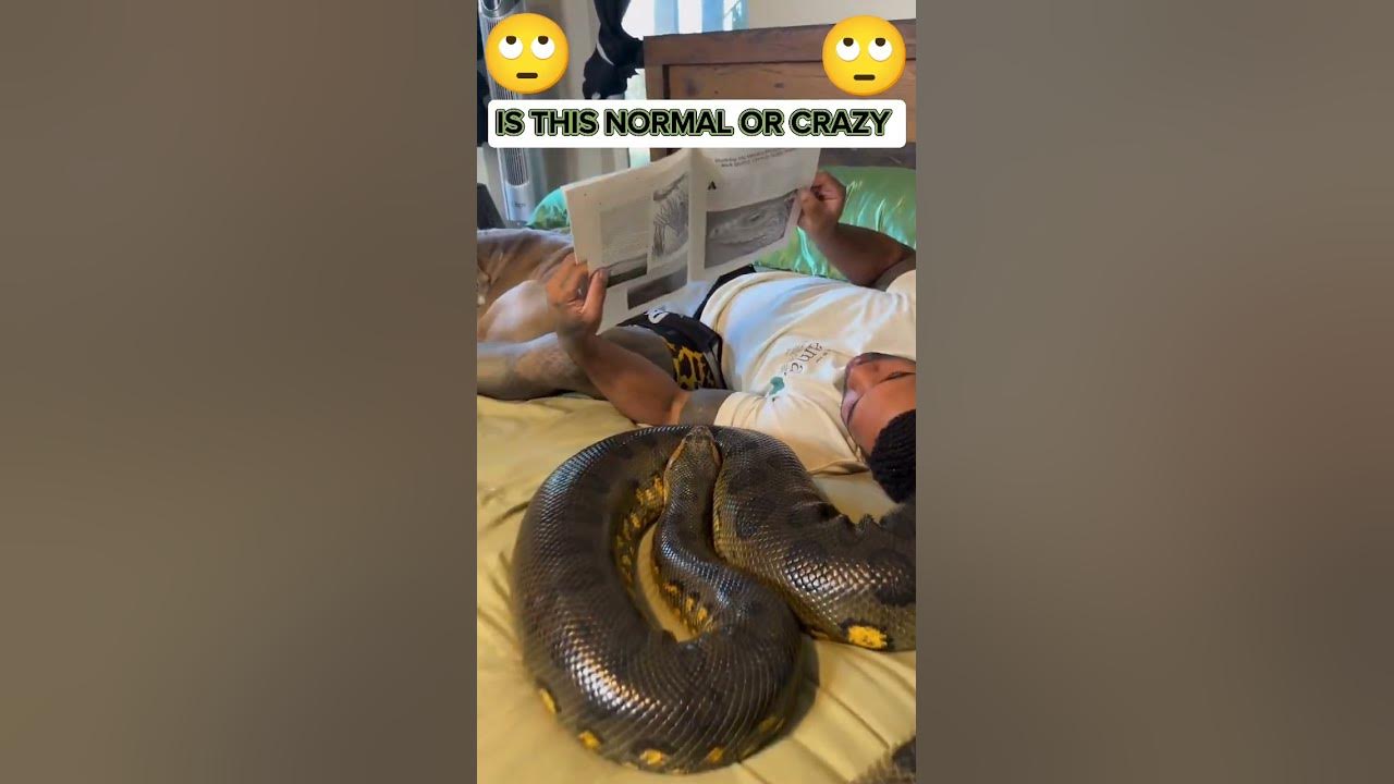 🫢 Unbelievable 🫢 Man with Python & Pit Bull as Pets - YouTube