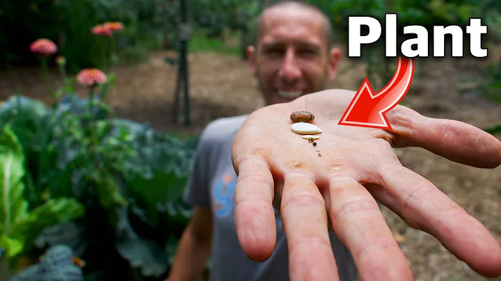 7 Crops You Can Still Plant In July! - DayDayNews