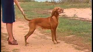 Vizsla  AKC Dog Breed Series