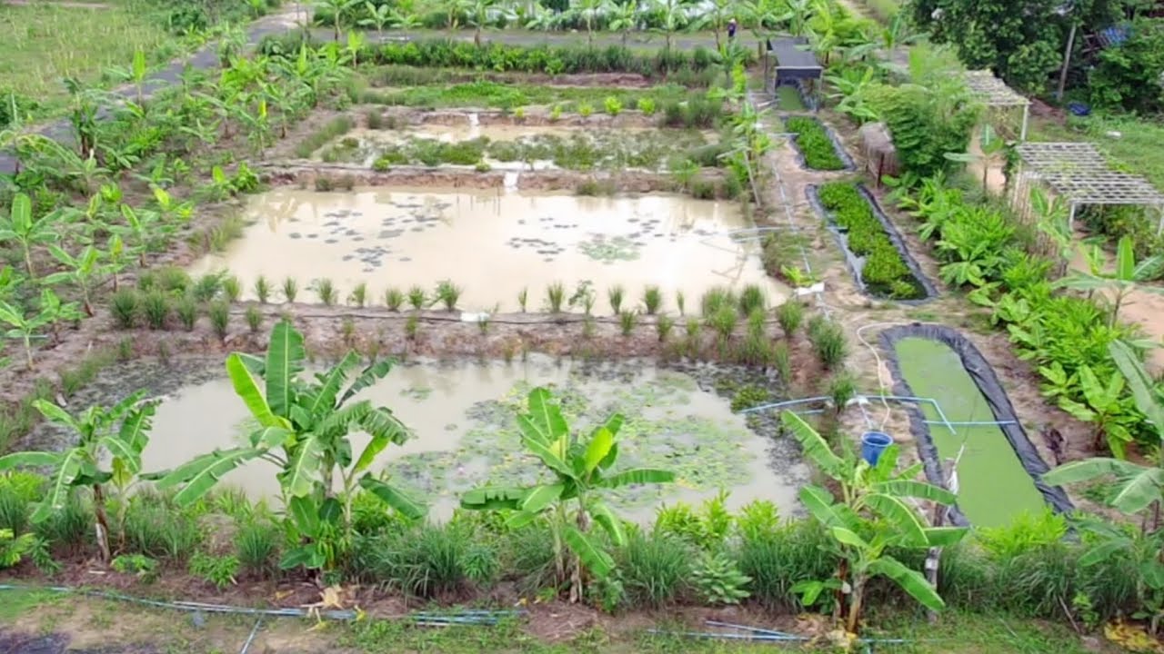 พื้นที่1ไร่!!ขุดบ่อ8บ่อเลี้ยงกุ้งหอยปูปลาปลูกไม้ป่าไม้ผล..ปลาเยอะมากๆ