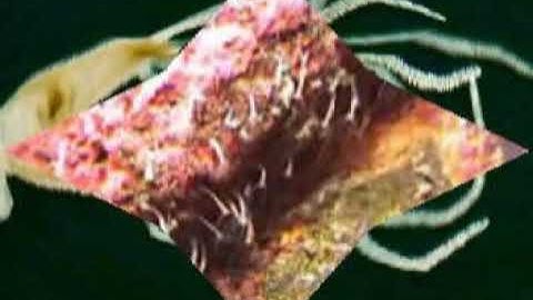 Hình dạng ngoài của thủy tức