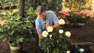 How to Stake a Peony How To Stake Peonies