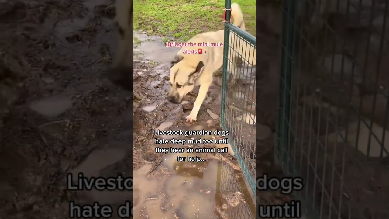 Our livestock guardian dogs react to our mini mule’s whinny through deep mud. 