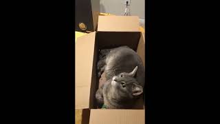 Leah Vs. Catnip Box Part 2