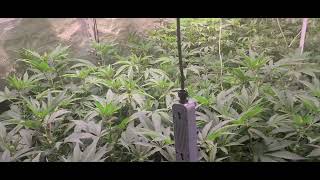 Day15 Flower Marshydro TS3000  vs Oneo 400  700 dollar light vs 226 dollar light