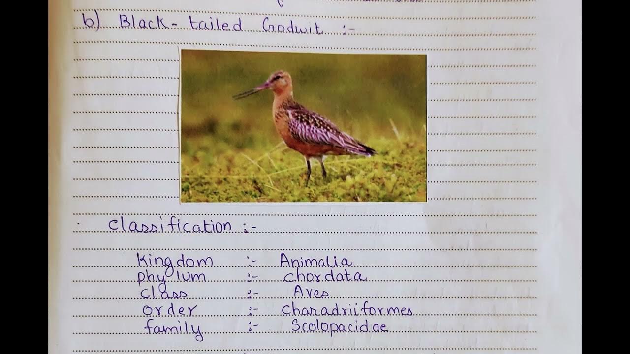 Biology Project Migratory Birds of Maharashtra YouTube