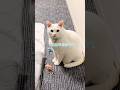 #自分でおもちゃを準備し待つ猫 #猫 #保護猫 #猫のいる暮らし
