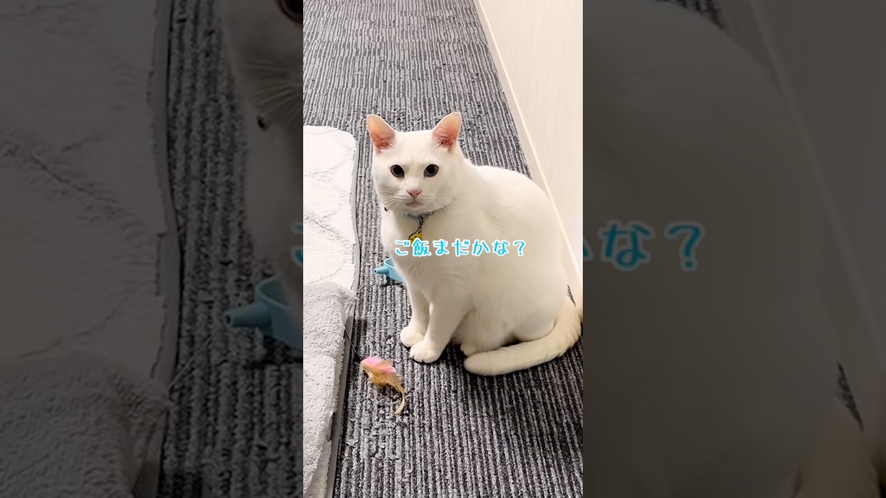 #自分でおもちゃを準備し待つ猫 #猫 #保護猫 #猫のいる暮らし