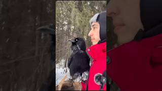 Don't mess with the crow 😱❌#shorts#facts#viral