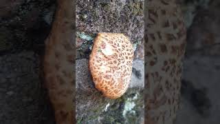🍄 Шампиньон у каменной стены — съедобный, но оставил его | Грибы Англии