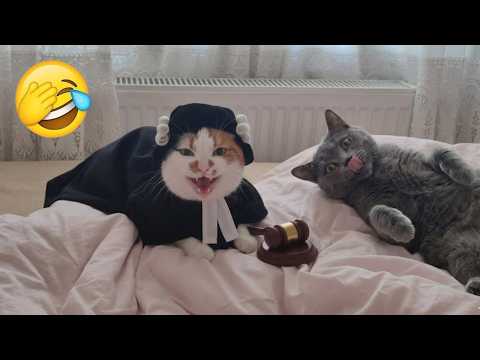 Cat Turns Into A Lawyer "He's Trying To Show Off!" 🤣 | Ranking Best Dramatic Cats Moments
