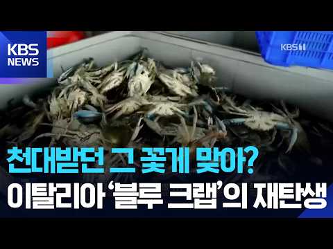 이탈리아 침입종 ‘블루 크랩’…“새로운 수출 주력 품목 등극” [잇슈 SNS] / KBS 2026.09.04.