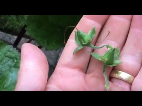 Video: Should You Deadhead Fingerhut: Tipps zum Absterben von Fingerhutpflanzen
