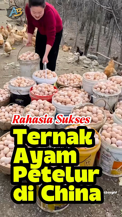 Rahasia sukses ternak ayam petelur di Tiongkok #faktadunia #faktaunik #infomenarik #satisfying #fyp