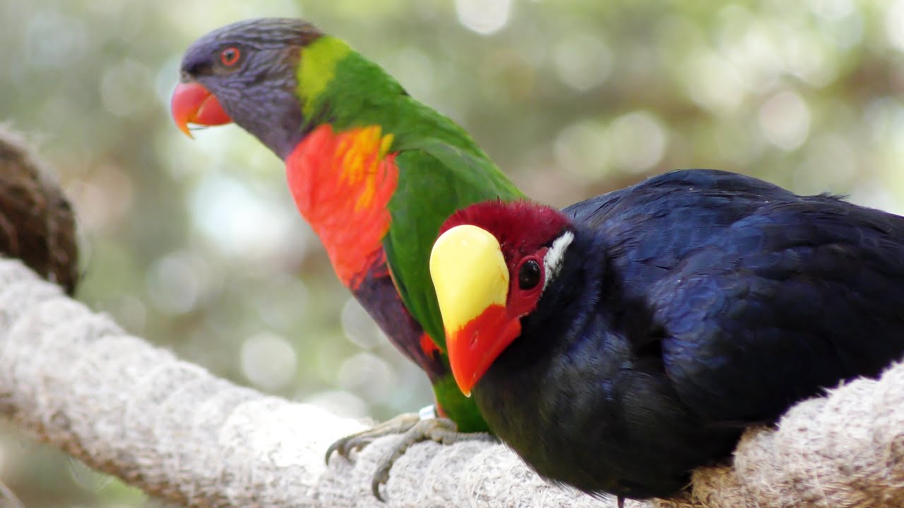 Lorikeet Grooms Turaco FYV