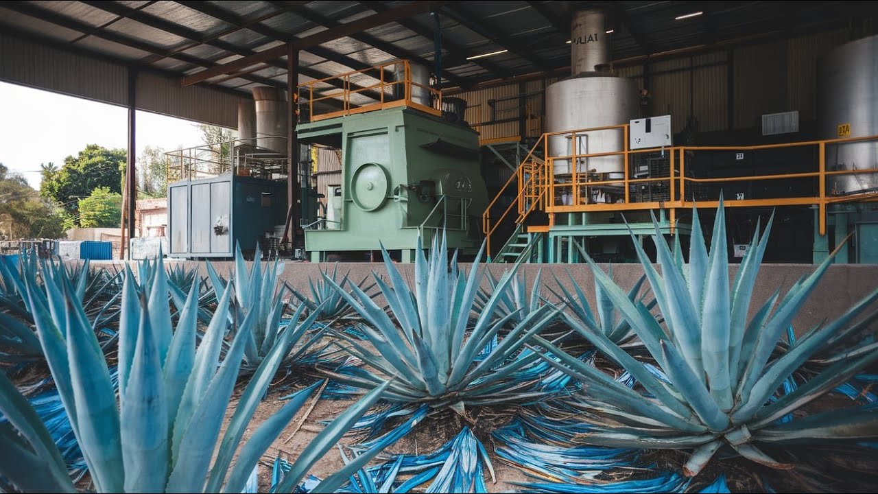 The Agave Journey: From Plant to Bottle in a Tequila Factory