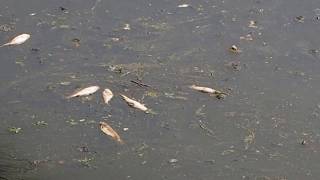 1070531基隆河南港段水域烏魚集體暴斃2