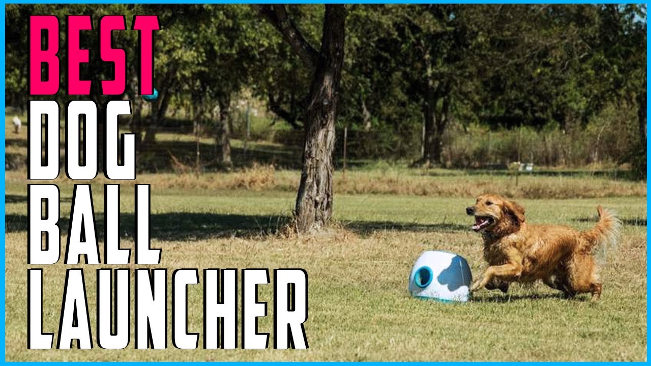Best Dog Ball Launcher Best Automatic and Manual Dog Ball Launcher Machine YouTube