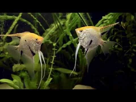 Video: Cum Se Reproduc Peștii