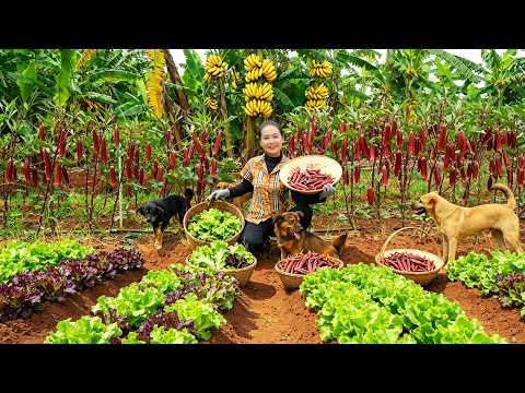 Harvest Okra And Lettuce To Sell At The Market And Feed Poultry – Cooking – Gardening