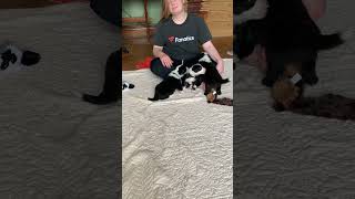 Ollie, Charlie, & Walter Jr. Old English Sheepdog Puppies 4 weeks by Wisconsin Old English Sheepdogs 99 views 9 months ago 2 minutes, 37 seconds