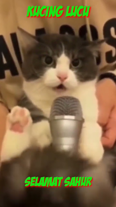 Suara Kucing Lucu Bangunkan Sahur #shorts #kucinglucu #sahur #sahur2024