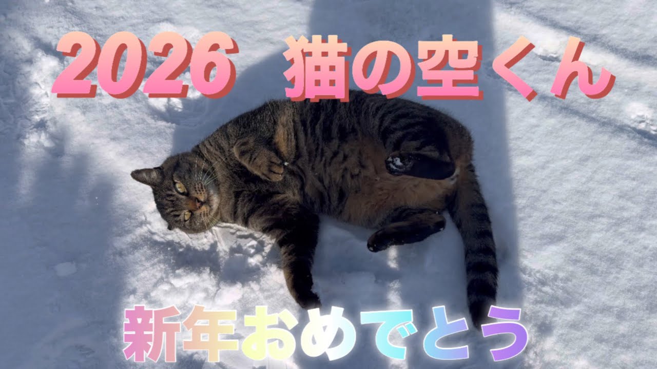 2026 猫の空くん　新年おめでとう㊗️ 