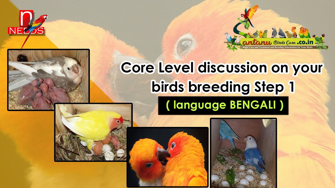 Core Level Discussion on your birds breeding Step 1 Coming soon step 2 ...