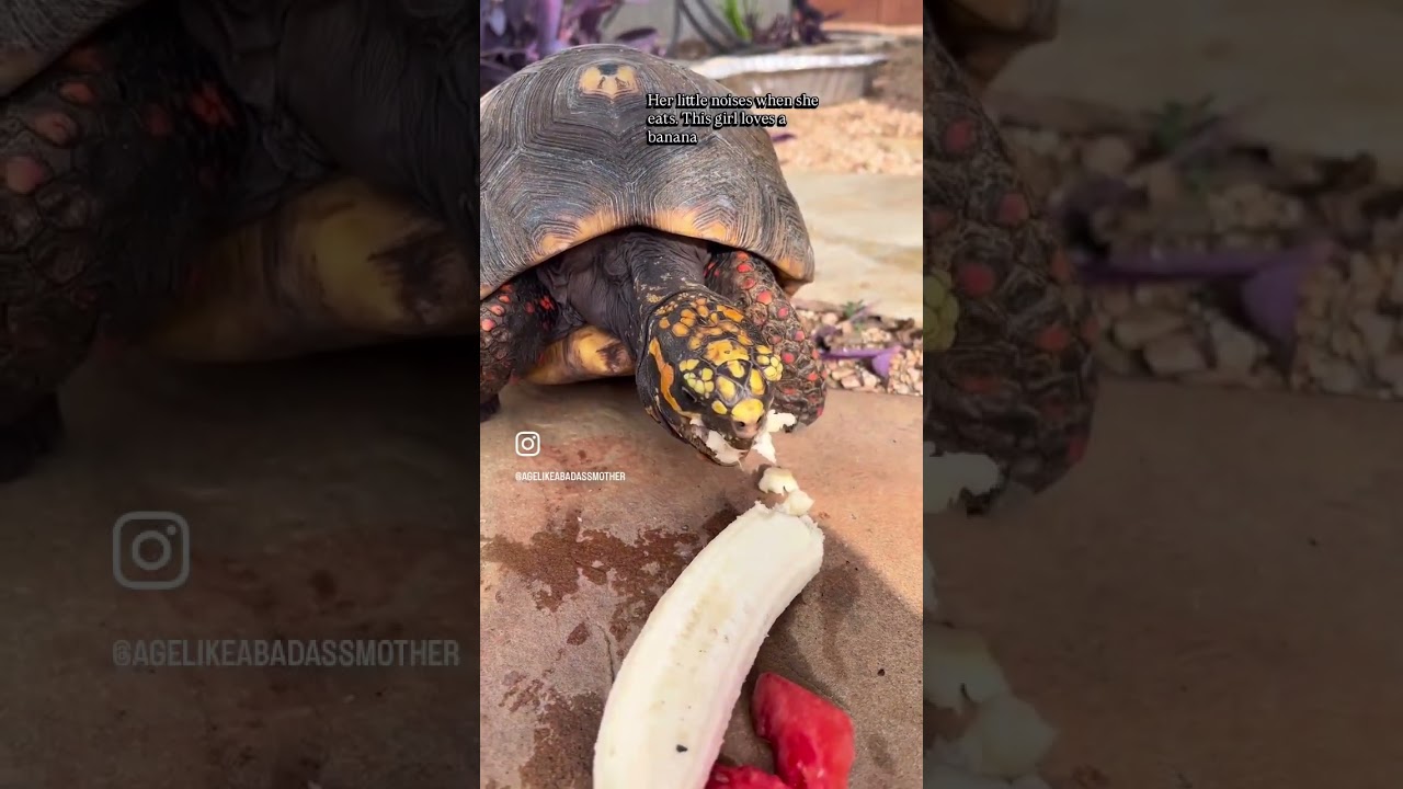 Tortoise Makes the Cutest Mouth Noises