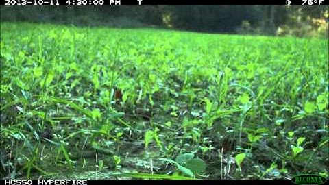 Reconyx Time Lapse - Max-Attract Food Plot