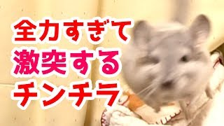 全力で激突するチンチラにパパさんもびっくり!！Hit the chinchilla