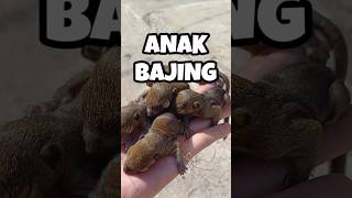 Baby Bajing Kelapa