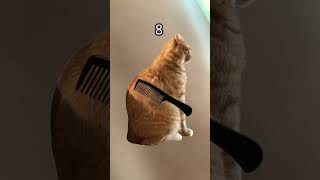 Mad cat