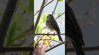 🐦🎶 Relaxing Bird Songs #travel #nature #beautifulplaces #vietnamcountry #facts #beautifuldestination