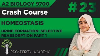 Urine Formation : Selective Reabsorption (Part 1) | Homeostasis | 9700 A2 Biology Urdu/Hindi