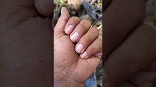 Adorable Creature From Asia