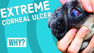 Extreme Corneal Ulcer in Dog Dog Corneal Ulcer Not Healing Dr Dan Explains Why And How To Fix