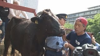 被ばく牛連れ、国に抗議 福島県浪江町の畜産農家 Fukushima cattle farmer brings cow for protest at farm ministry