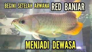 THIS IS WHAT IT LOOKS LIKE AFTER THE RED BANJAR ARWANA BECOME AN ADULT