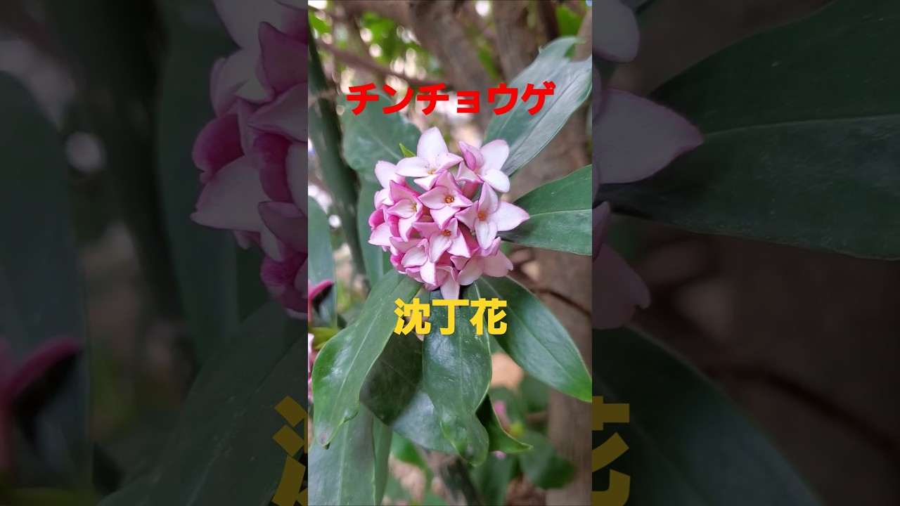 石川さゆり 沈丁花 沈丁花 by 石川さゆり [Sayuri Ishikawa] (Album, Enka