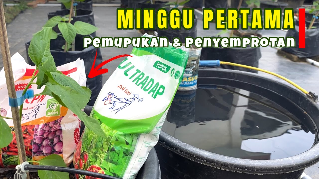 Minggu pertama perawatan Cabe Ori 212, Lengkap Pemupukan & Penyemprotan