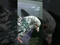 Посадка бакинского Голубя #pigeon #bird #nature #голуби #animal