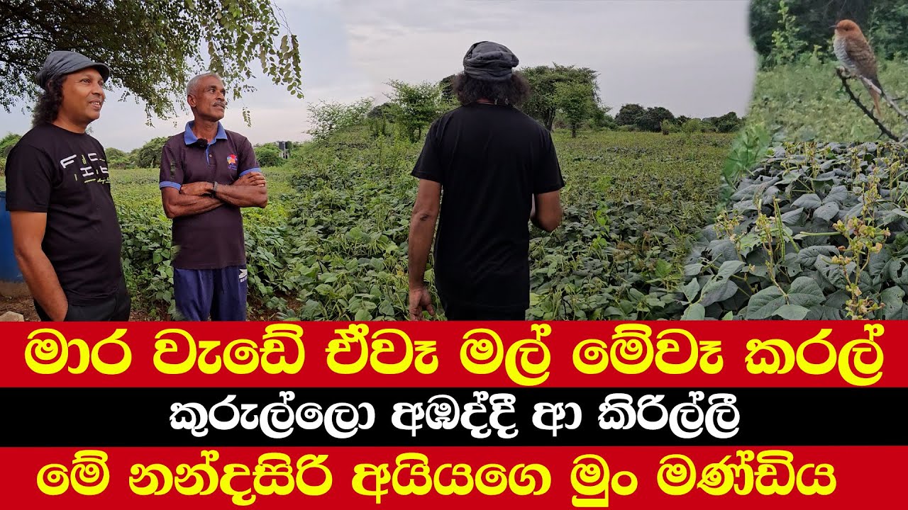 මාර වැඩේ ඒවෑ මල් මේවෑ කරල් | කුරුල්ලො අඹද්දී ආ කිරිල්ලී` |මේ නන්දසිරි අයියගෙ මුං මණ්ඩිය