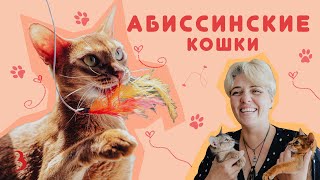 Абиссинские кошки — дрессировка, любовь к людям, любопытство / Сколько стоят абиссины?