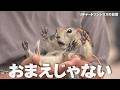 脱出したいリス【リチャードソンジリス】