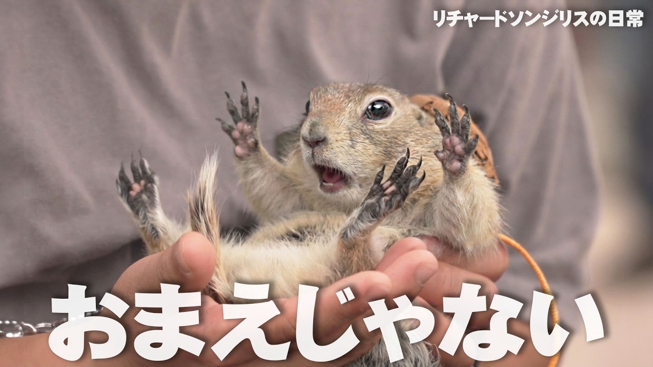 よく慣れたリチャードソンジリス　2022.3ぐらい生まれ A squirrel trying to escape: Richardson's ground squirrel - YouTube
