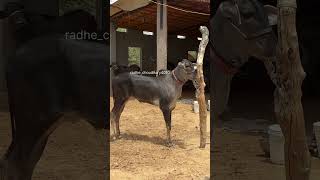 Nagaur Pashu Mela 2026 Black Diamond Pure Black Ox