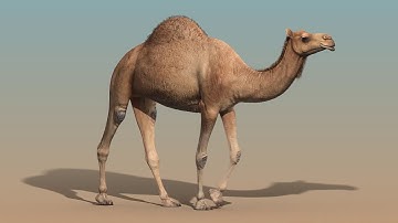 Camel walk cycle animation