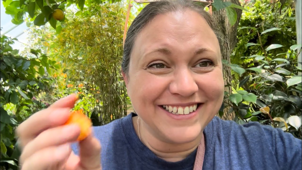 Tropical Plants in Connecticut? YouTube